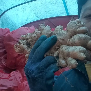 云南小黄姜价格便宜质量保证