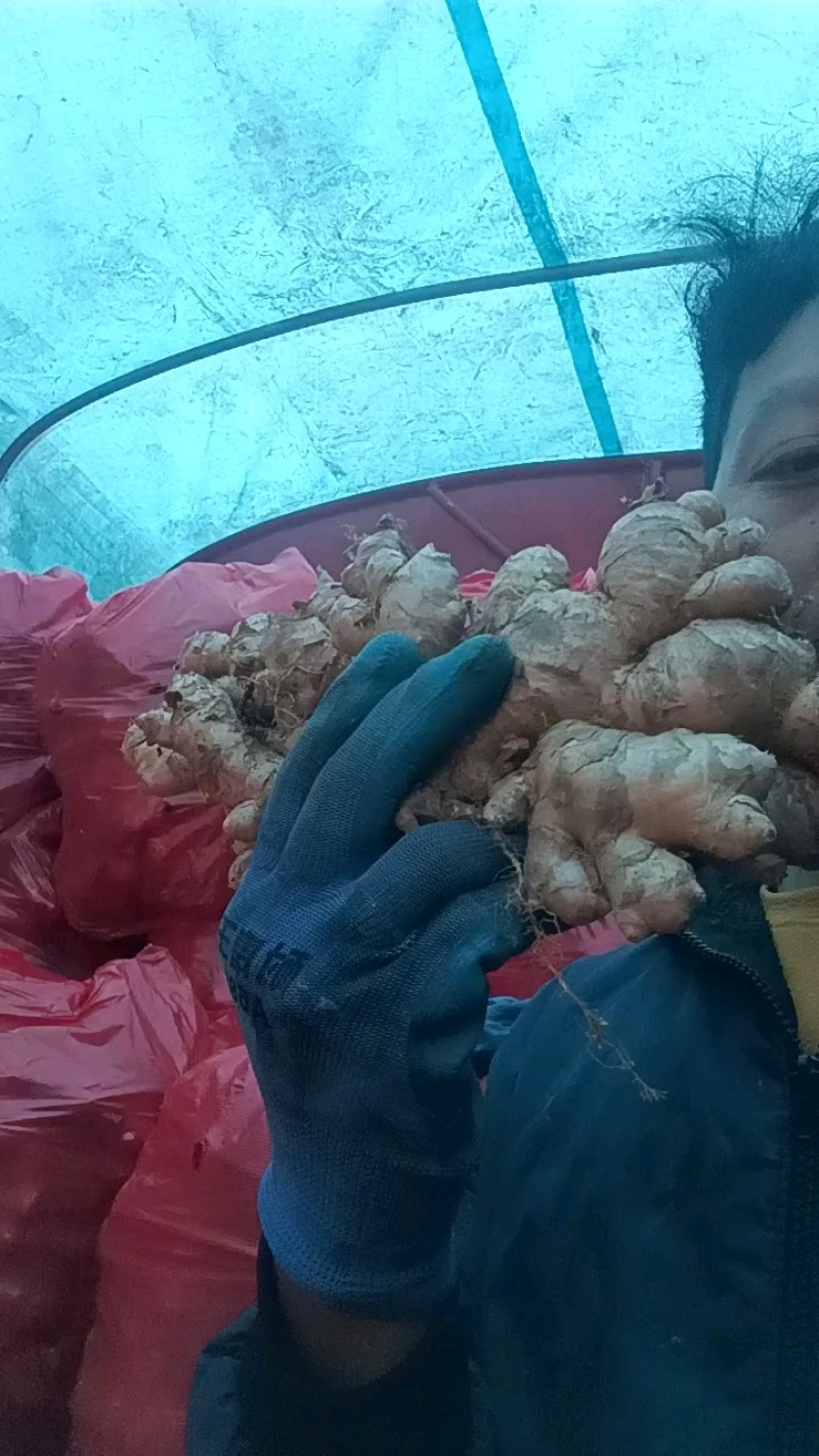 云南小黄姜价格便宜质量保证