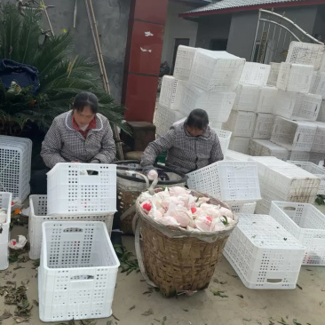 四川春见耙耙柑大量上市、当季新鲜现摘水果、细皮无白头