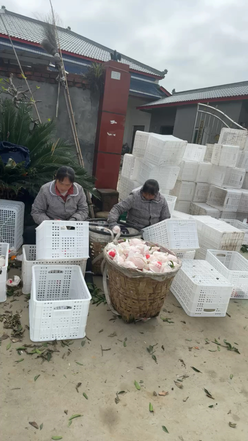 四川春见耙耙柑大量上市、当季新鲜现摘水果、细皮无白头