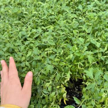 越夏抗热大果硬粉西红柿苗子，抗病毒，产量高，免费技术指导
