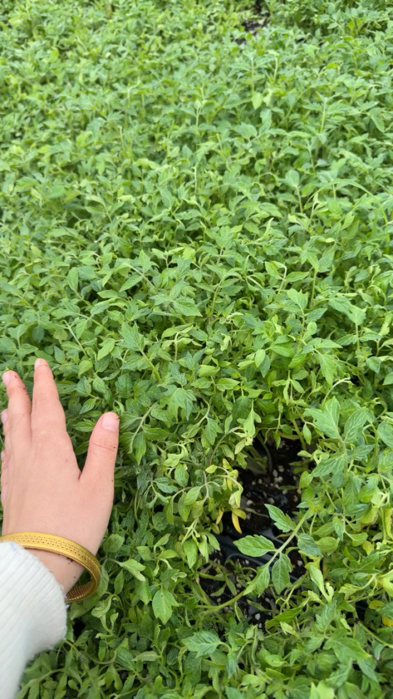 越夏抗热大果硬粉西红柿苗子，抗病毒，产量高，免费技术指导