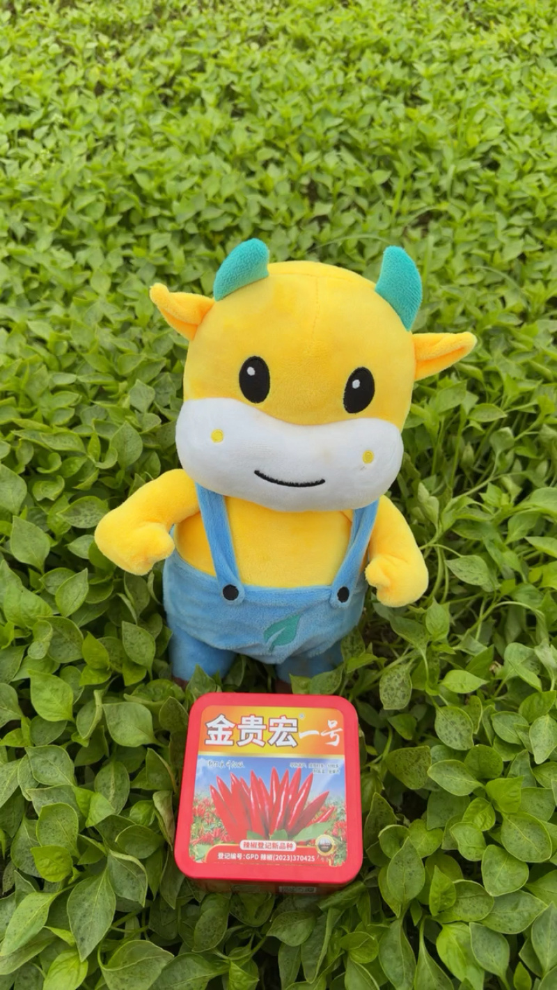蒜乡红辣椒种子辣度高抗病能力强签合同包回收产量高
