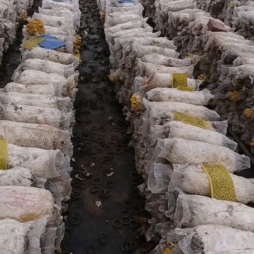 榆黄菇鲜菇上架