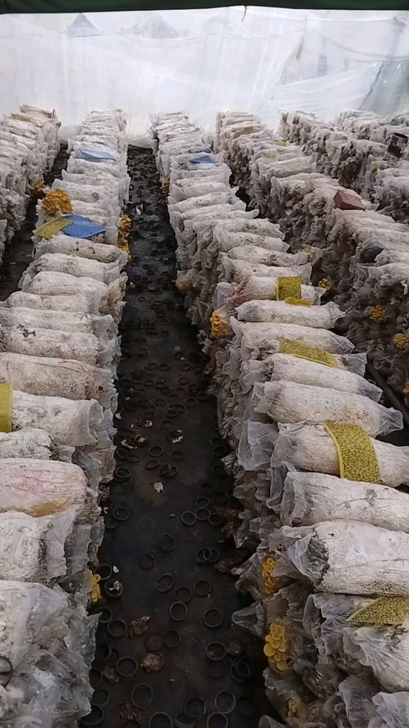 榆黄菇鲜菇上架