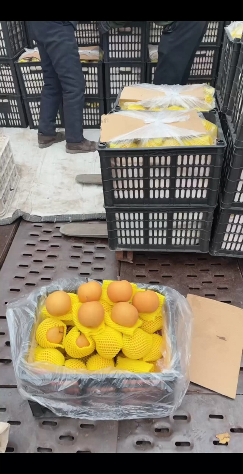 正宗秋月梨，大量现货，现场加工货源充足自产自销全国接单中