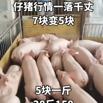 湖南大型养殖场优良三元仔猪防疫到位专业运输车送货