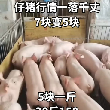 湖南大型养殖场优良三元仔猪防疫到位专业运输车送货