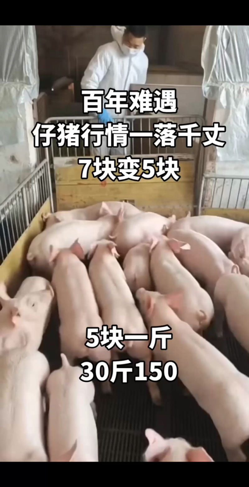 湖南大型养殖场优良三元仔猪防疫到位专业运输车送货