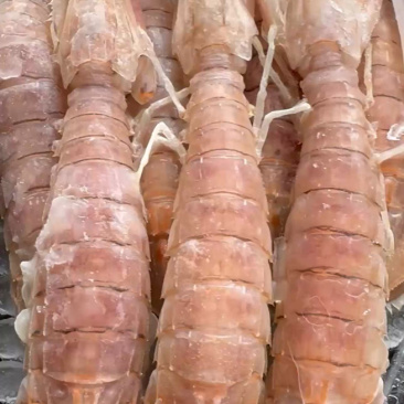 膏皮皮虾活煮的条条肉质饱满有肉，适合各大酒店，大排
