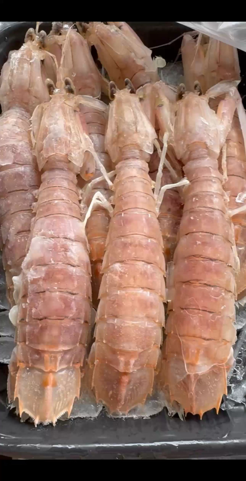 膏皮皮虾活煮的条条肉质饱满有肉，适合各大酒店，大排