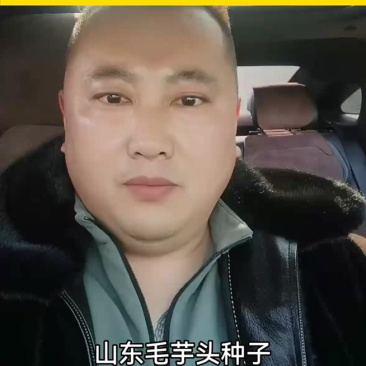 山东毛芋头种子预定，产量高30%，一亩多赚2000元！