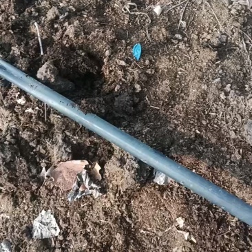 太平2号红蚯蚓
