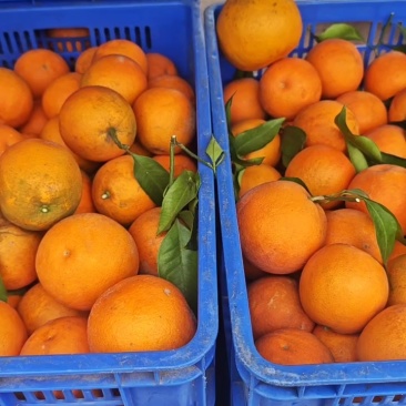 玉血橙