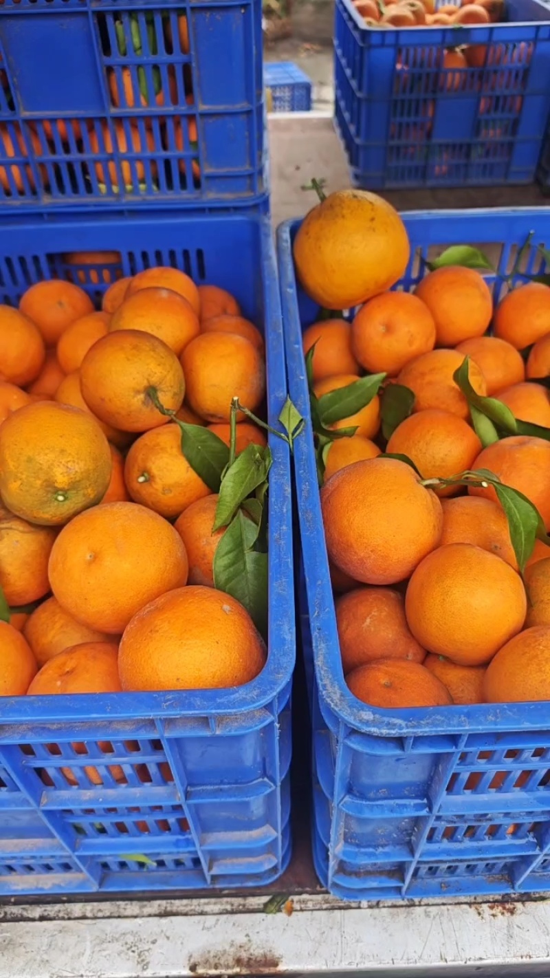 玉血橙