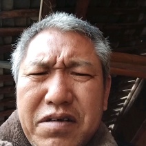 云南野生大蓟根马刺根鸡翅根恶鸡婆新鲜煲汤炖鸡排骨大蓟新鲜
