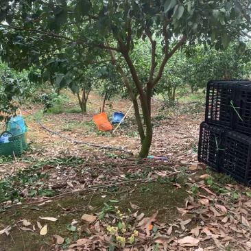 广西武鸣沃柑，大量上市，电商中小果，市场精品果，产地代收