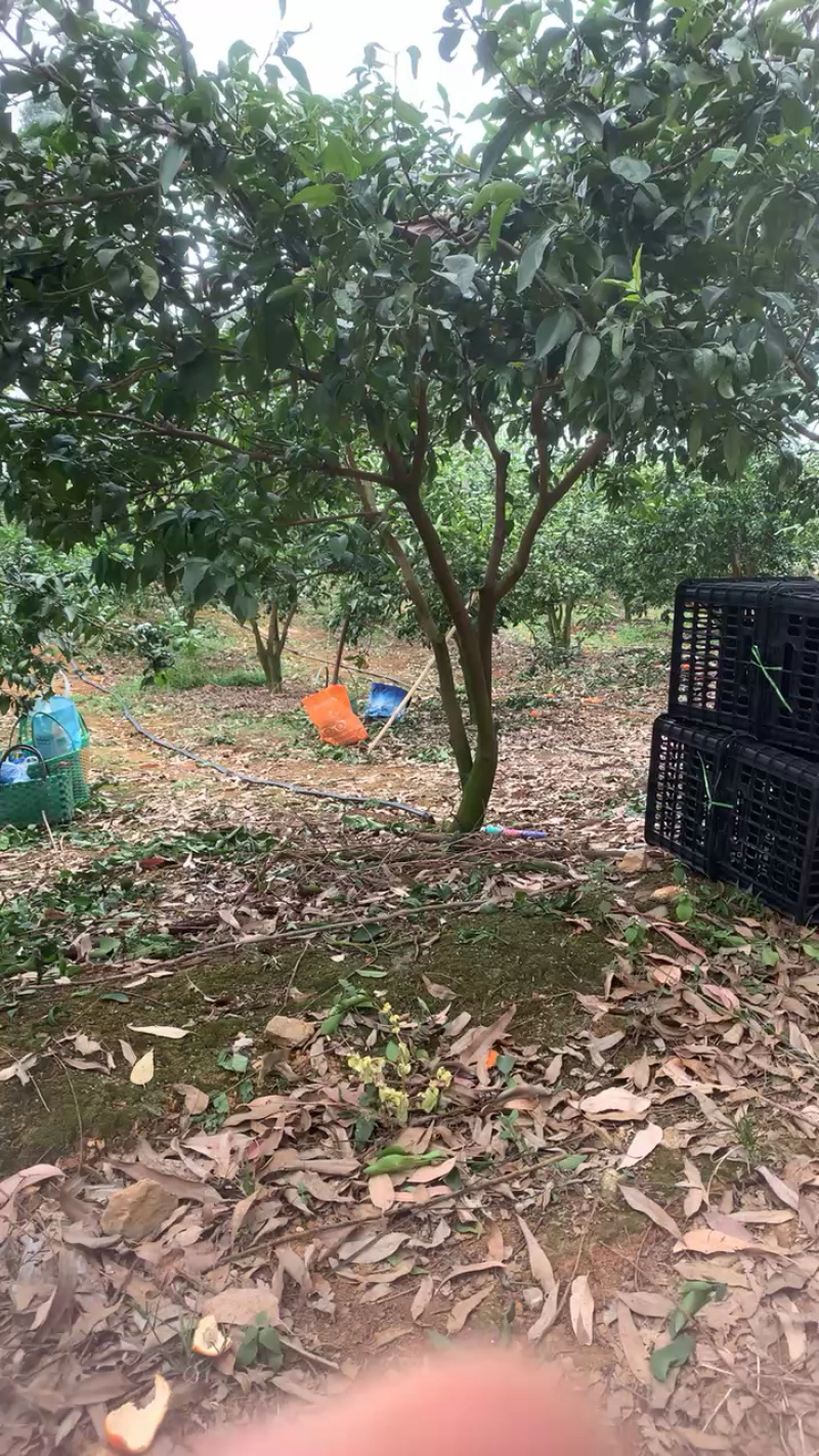 广西武鸣沃柑，大量上市，电商中小果，市场精品果，产地代收