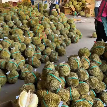 泰国金枕榴莲基地直供资源大量现货