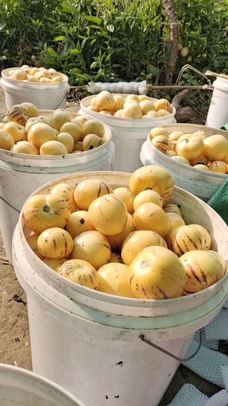 云南金矿人参果