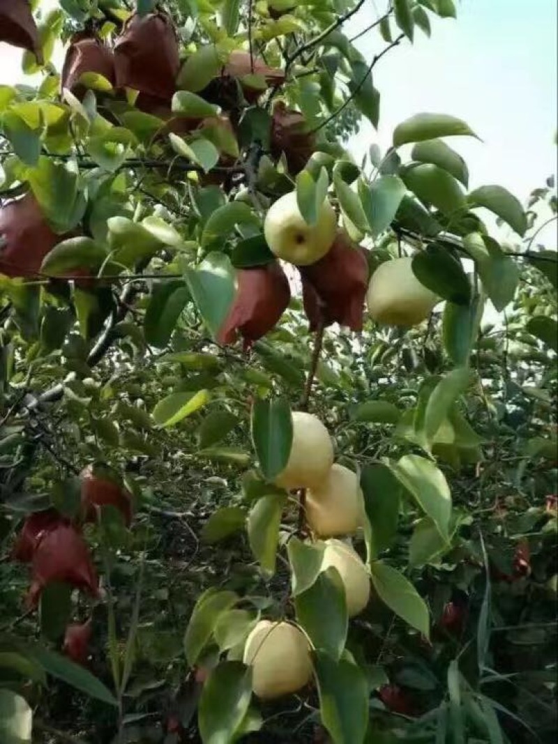 酥梨