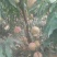 映霜红桃苗