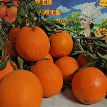 血橙中华红橙·对接电商.社区团购.批发市场.诚信经营