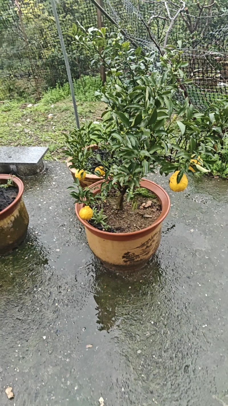 黄金贡柚苗，象山青苗，春香柚苗，