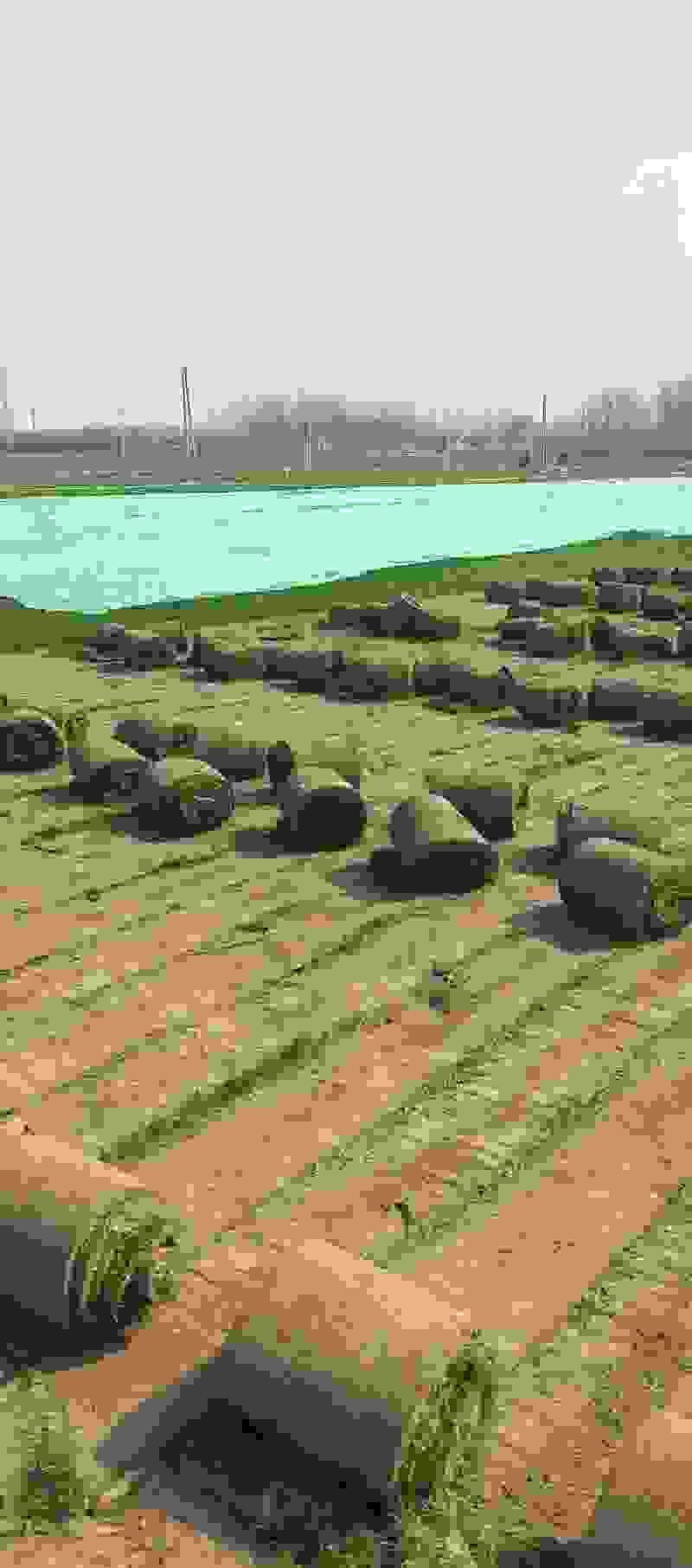 北京草坪基地