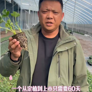基地直发随珠香野草莓苗脱毒草莓苗量大从优