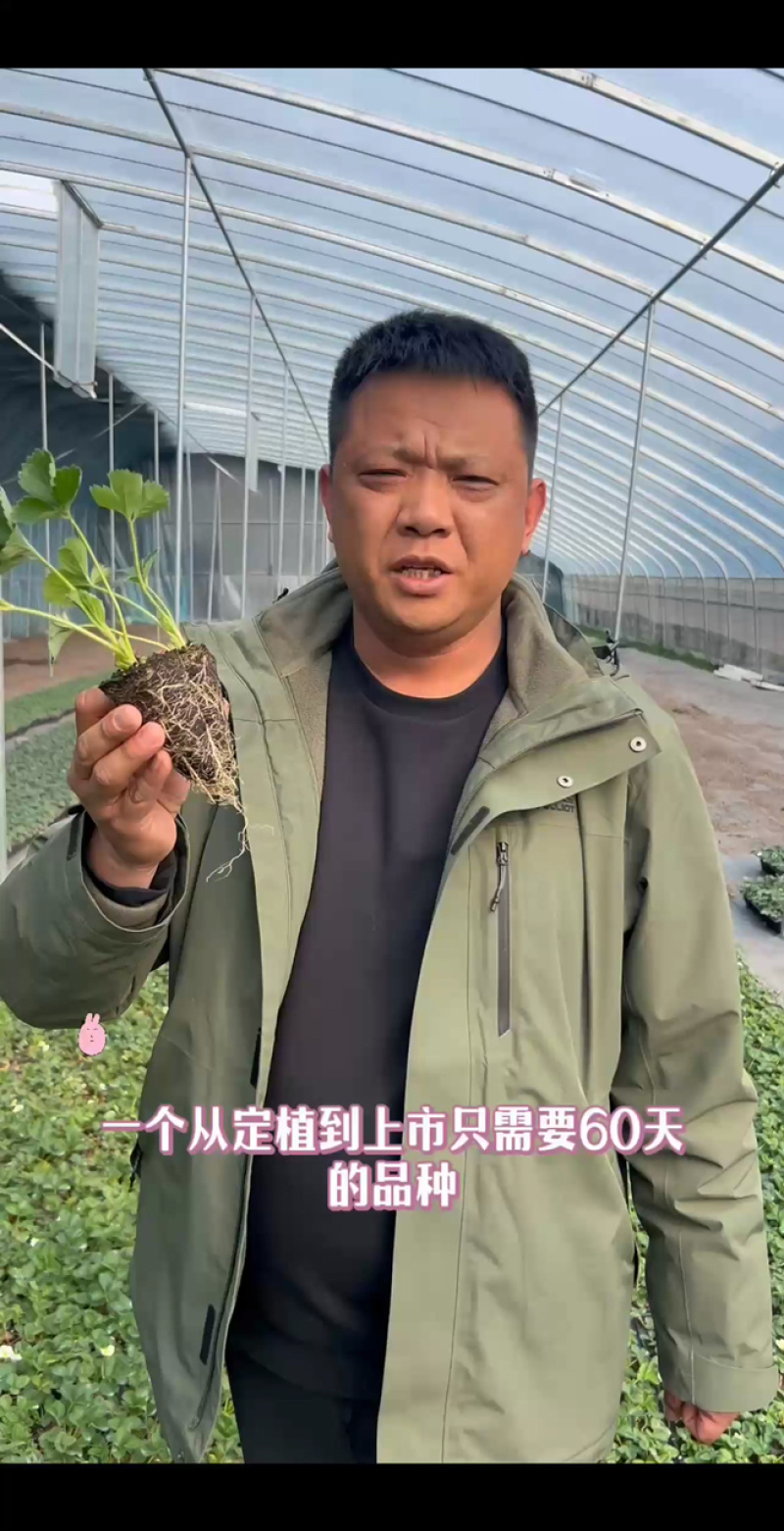 基地直发随珠香野草莓苗脱毒草莓苗量大从优