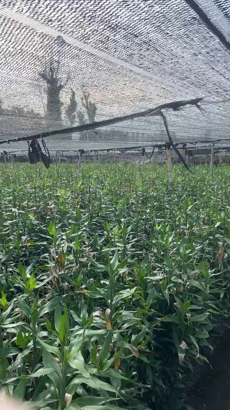 湛江麻章富贵竹，多规格可选，联系发货！