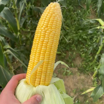 太阳花水果玉米🌽颗粒饱满欢迎客商致电咨询实地考察