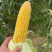太阳花水果玉米🌽颗粒饱满欢迎客商致电咨询实地考察