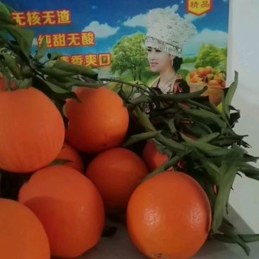 纽荷尔橙子.70起步一手货源现採现发可视频看货