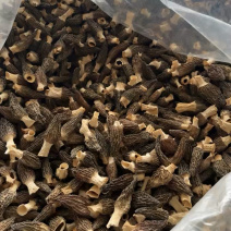 野生羊肚菌大货批发