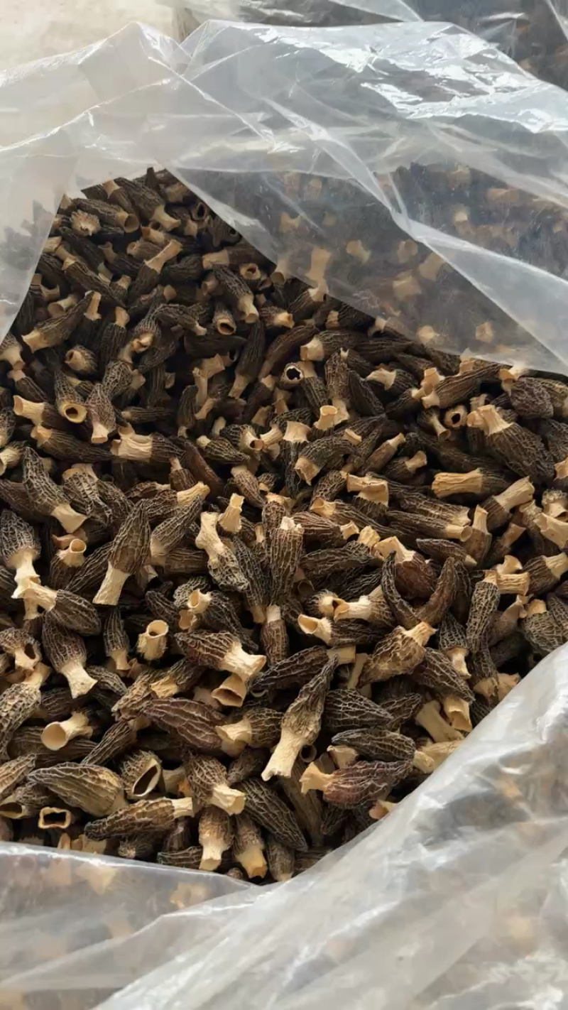 野生羊肚菌大货批发