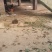 土鸡蛋