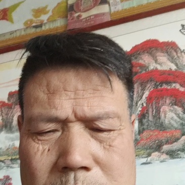 精品大黄姜，姜农精选采摘货源稳定供应全国市场，欢迎咨询