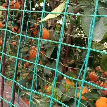 【纽荷尔脐橙】湖北橙子大量上市果园看货现采现发