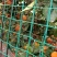 【纽荷尔脐橙】湖北橙子大量上市果园看货现采现发