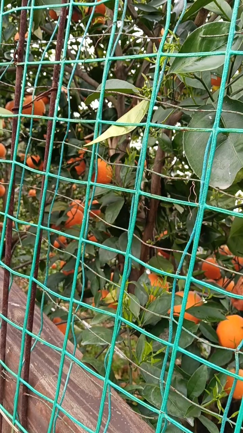 【纽荷尔脐橙】湖北橙子大量上市果园看货现采现发