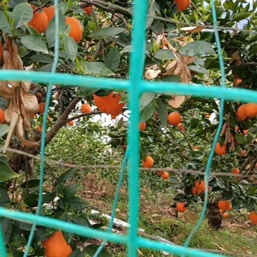 【长虹脐橙】湖北橙子纽荷尔产地现采现发欢迎咨询