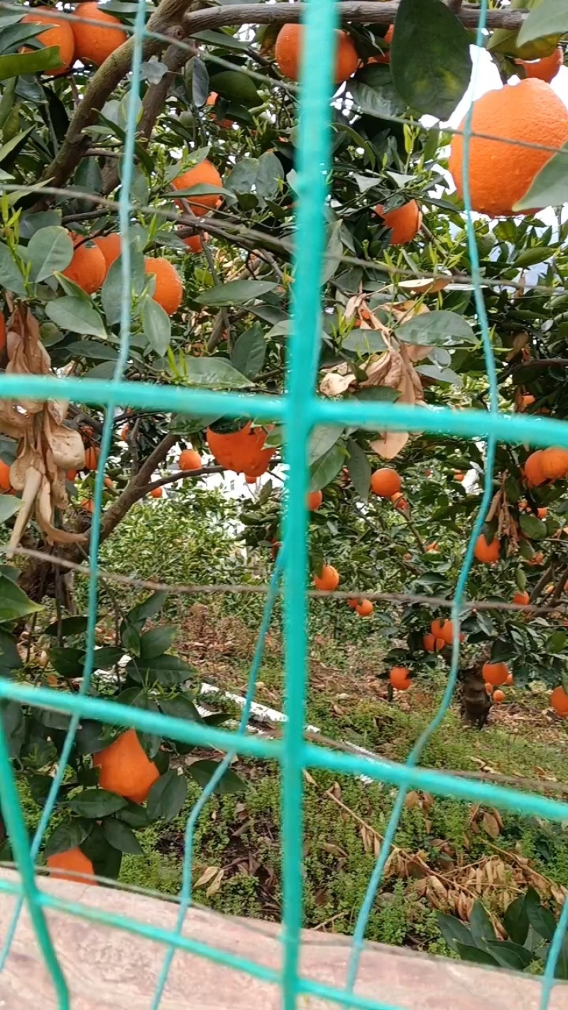 【长虹脐橙】湖北橙子纽荷尔产地现采现发欢迎咨询