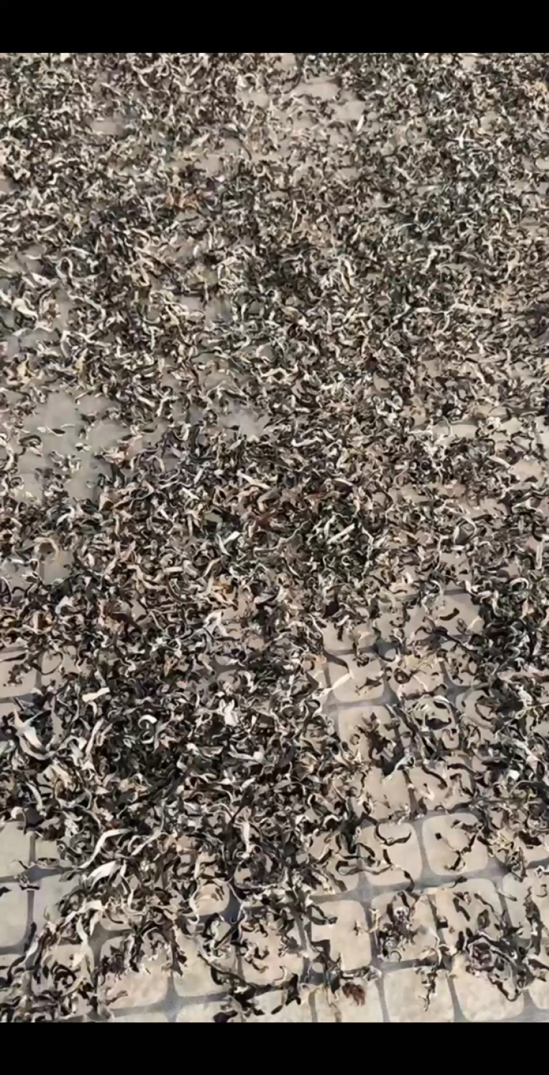 木耳丝干货螺蛳粉专用电商专用山东产地直供