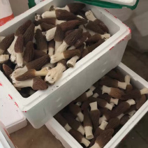 六妹头茬羊肚菌