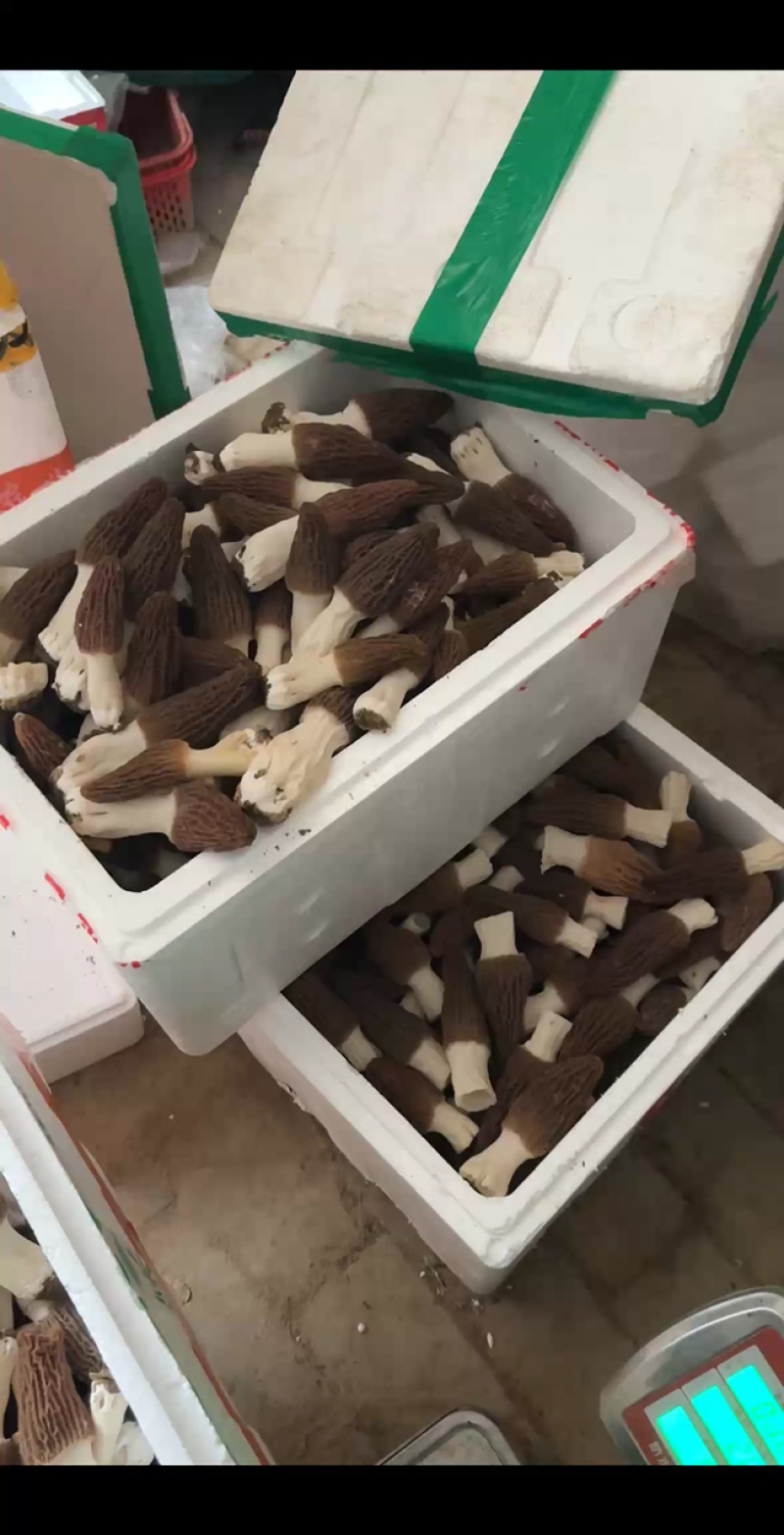 六妹头茬羊肚菌