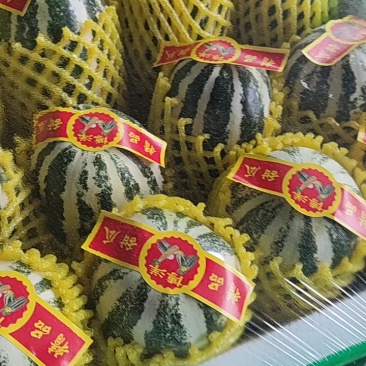 博洋61甜瓜大量供应精品甜瓜莘县产地大量一手货源