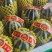 博洋61甜瓜大量供应精品甜瓜莘县产地大量一手货源