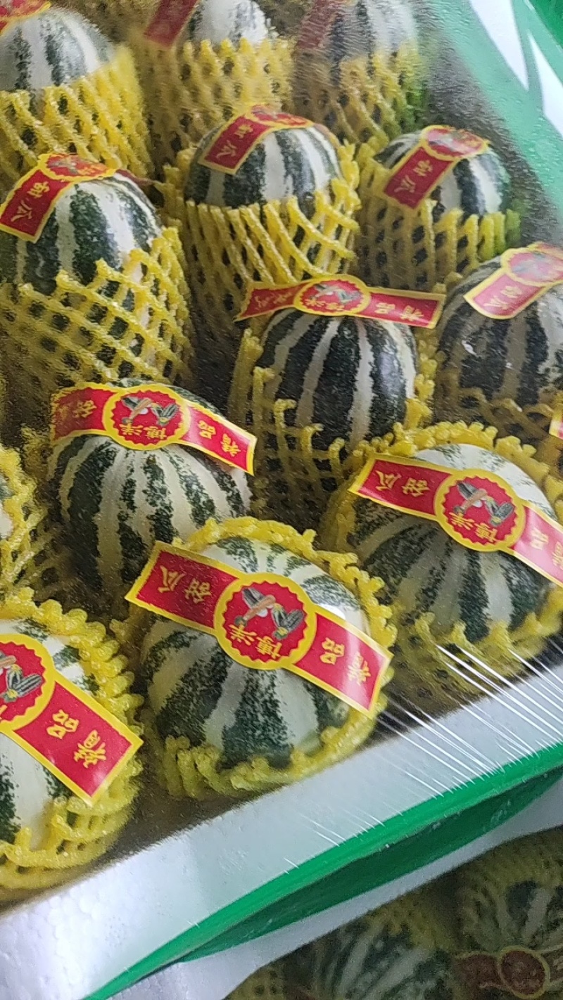 博洋61甜瓜大量供应精品甜瓜莘县产地大量一手货源